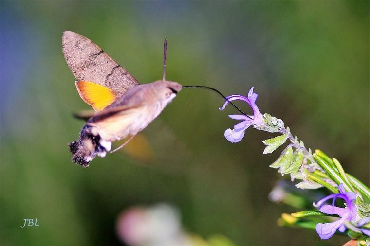  

(Ilustración: Macroglossum stellatarum, esfinge colibrí libando la flor del romero)