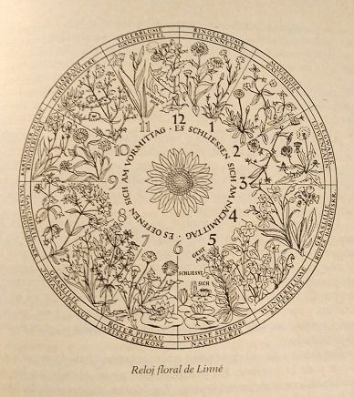  Reloj floral de Linneo