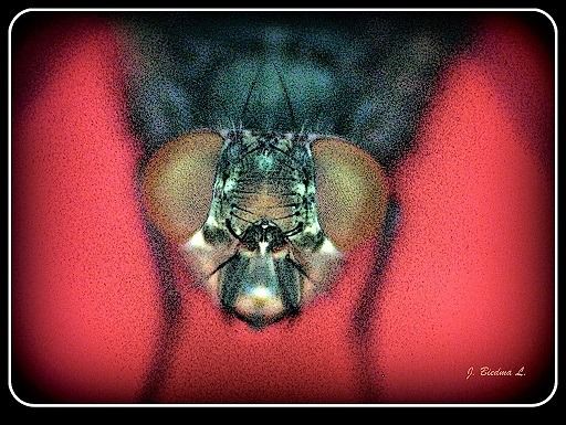 Cara de mosca