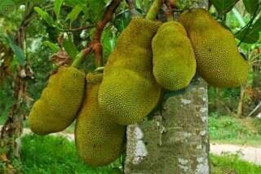 Jackfruit, la fruta de 40 kilos que es carne para veganos y vegetarianos por su sabor a cerdo 
 