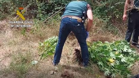 Durante la búsqueda del cocodrilo la guardia civil descubre una plantación de marihuana