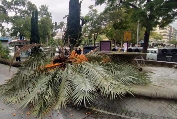 La borrasca Ciarán causa estragos en Almería: Dos mujeres heridas por la caída de una palmera