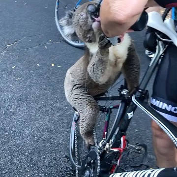 Un koala desesperado que pide agua a unos ciclistas