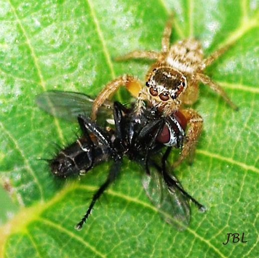 (Ilustración: Evarcha jucunda, Salticidae, araña saltarina clavando sus quelíceros en el cuello de una mosca)