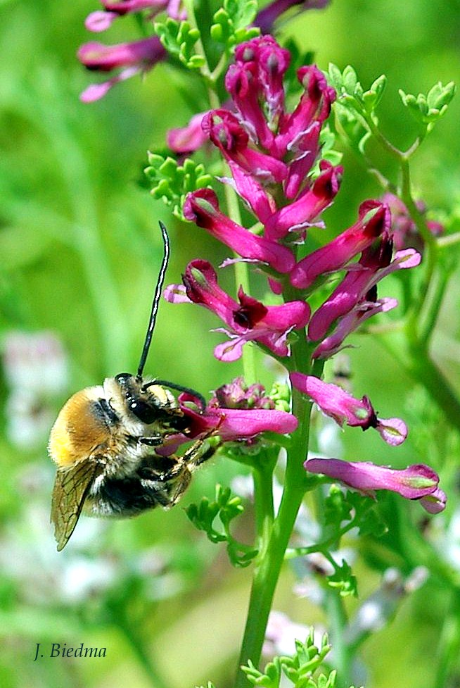 Macho de Eucera, abeja longicorne