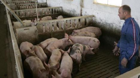  El Pleno del Ayuntamiento de Lorca aprueba por unanimidad la adecuación de distancias para explotaciones porcinas