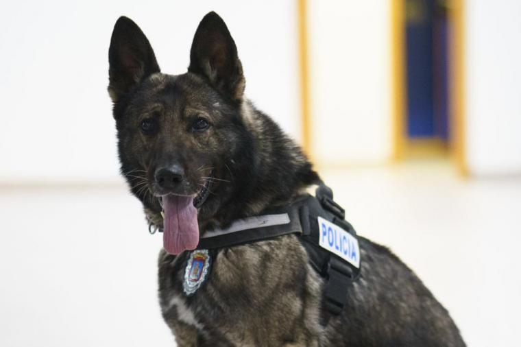 La Policía Local de Lorca despide con cariño a Dody, uno de los perros fundadores de la Unidad Canina del municipio