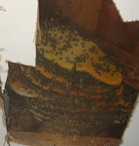 Retiran 12 paneles de abeja, alrededor de 2.000 ejemplares, de un balcón mirador situado en la calle Selgas de Lorca