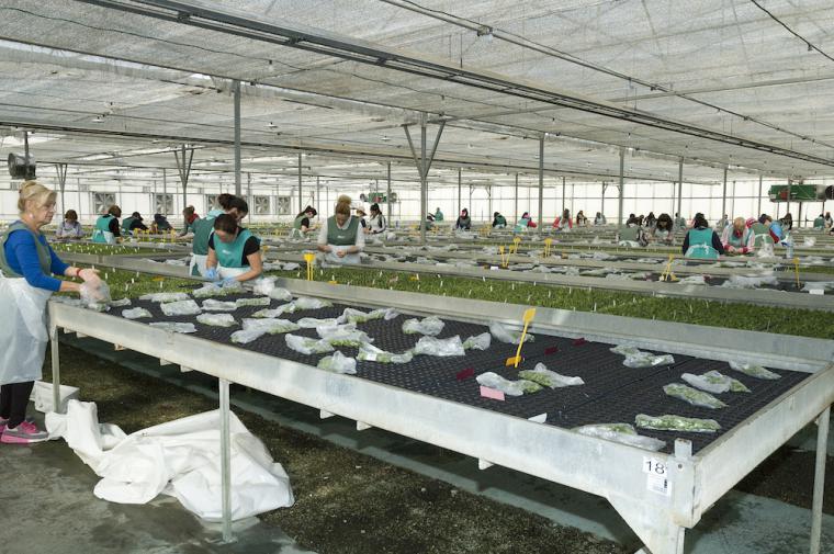 El Ayuntamiento de Puerto Lumbreras solicita al Gobierno de España ayudas para paliar las consecuencias económicas de la crisis sanitaria sobre el sector de la flor cortada y planta ornamental