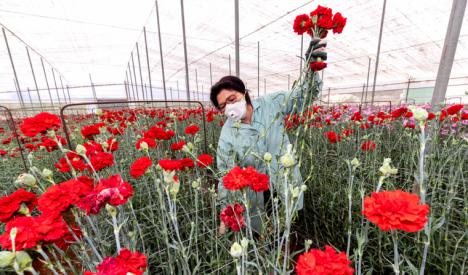 Fernando Moreno: “El Gobierno de López Miras llega tarde y mal en las ayudas al sector de la flor cortada y la planta ornamental”