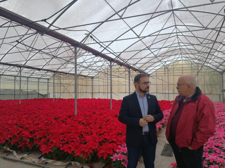 La plantación de las 4.500 flores de pascua cultivadas en el vivero municipal supondrá un ahorro de 20.000 euros al Ayuntamiento de Lorca
