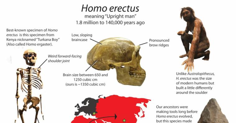 El Homo erectus se extinguió por perezoso