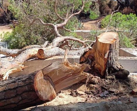 Escándalo en Puerto Real: El Ayuntamiento permite la tala de árboles sanos en el parque de Las Canteras