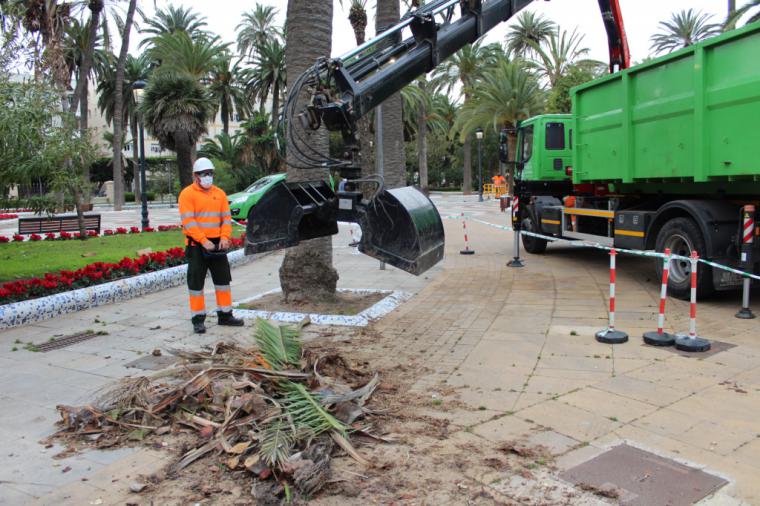 CGT y Guelaya llevarán árboles al Ayuntamiento para reponer los que Tahler ha secado
