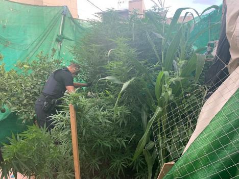 La Policía Local de Lorca lleva a cabo varias actuaciones que permiten sancionar a una persona por el cultivo ilícito de drogas y a otras dos por la venta y compra de tabaco de contrabando