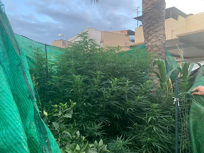 La Policía Local de Lorca lleva a cabo varias actuaciones que permiten sancionar a una persona por el cultivo ilícito de drogas y a otras dos por la venta y compra de tabaco de contrabando