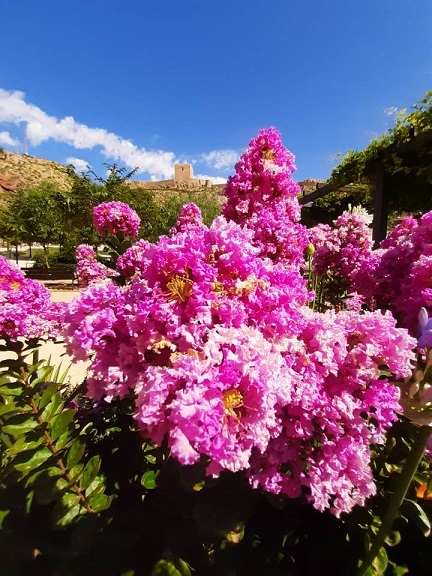 La Concejalía de Parques y Jardines realiza la plantación de diferentes variedades de flores, muy resistentes al calor, en las zonas verdes del municipio