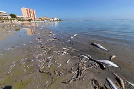 Soto: “El PSOE y el Gobierno de España vuelven a manifestar su firme compromiso con el Mar Menor y el medio ambiente”
