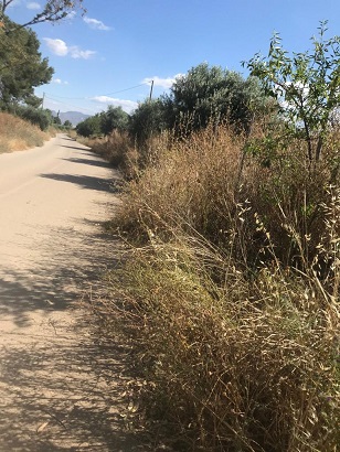 Lorca: El 'abandono' del mantenimiento del municipio provoca inseguridad en caminos, ramblas vertedero y plagas de insectos, ante 'la desidia' del Alcalde del PSOE