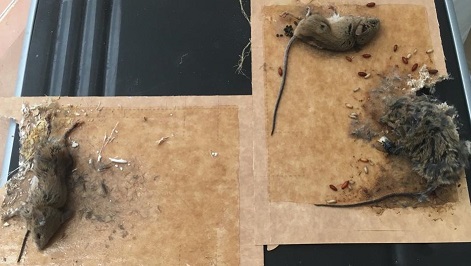 Los vecinos de más de medio centenar de comunidades de propietarios repartidas por todo el casco urbano sufren plagas de ratas, cucarachas y garrapatas