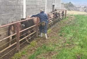 Aragón pide al Ministerio aumentar la vacunación contra la DNC en ganadería