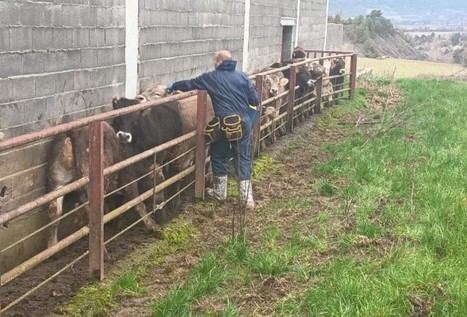 Arag&Atilde;&sup3;n pide al Ministerio aumentar la vacunaci&Atilde;&sup3;n contra la DNC en ganader&Atilde;&shy;a