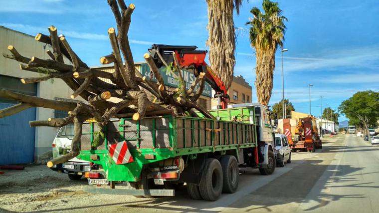 El PP denuncia que el alcalde de Lorca incumple su palabra con los vecinos de la zona y ejecuta el “arboricidio” de los árboles adultos de la carretera de Caravaca