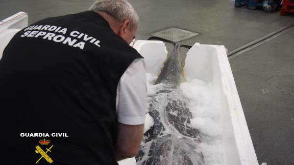La Guardia Civil requisa 440 kilos de atún rojo 'no aptos para el consumo humano'
 