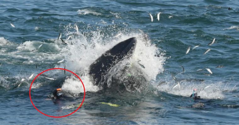 Una ballena se traga a un buzo y lo escupe vivo poco después 