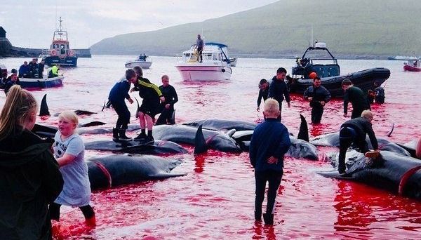Matan a 180 ballenas por un ritual centenario en las Islas Feroe
