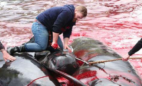 Matan a 180 ballenas por un ritual centenario en las Islas Feroe