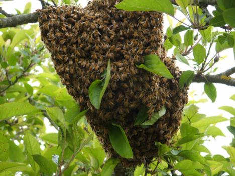 La Concejalía de Sanidad recuerda las recomendaciones básicas en caso de detectar la aparición de enjambres de abejas en lugares públicos y privados del municipio