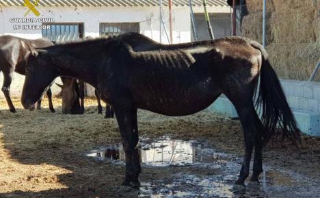 La Guardia civil descubre 90 equinos en una granja de Granada, muchos de ellos rozando la muerte