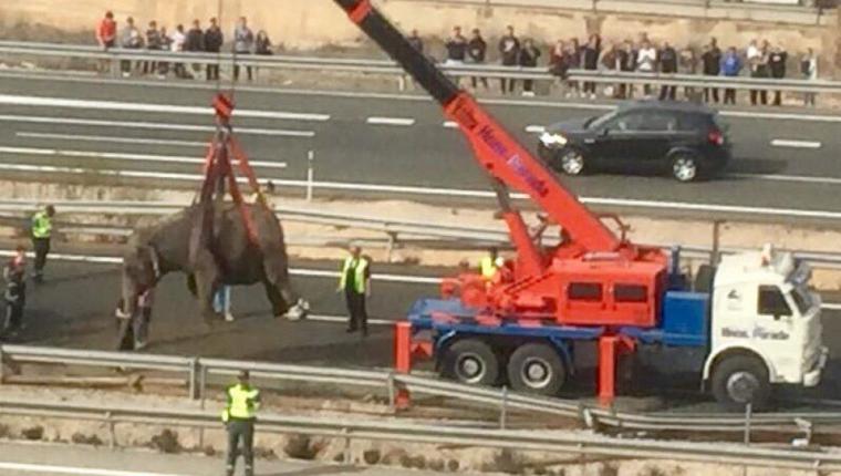 El accidente de un camión con elefantes provoca el corte de la A-30 