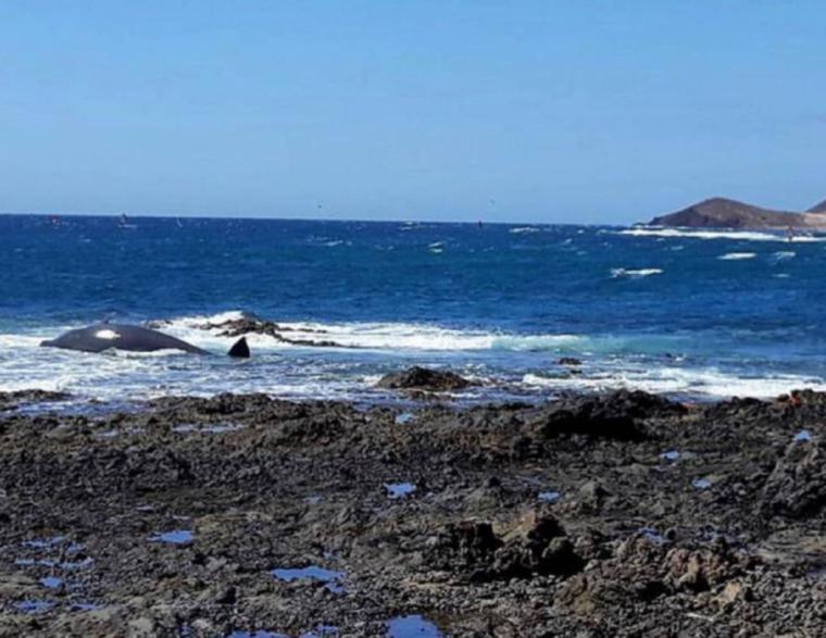 Aparece un cetáceo de cinco metros muerto en la playa de La Jaquita en El Médano, al sur de Tenerife