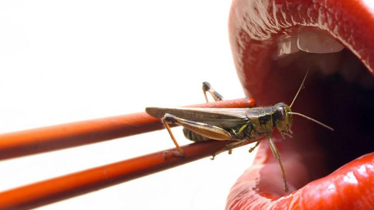 ¿Pueden llegar a ser los insectos la mayor fuente de proteínas en nuestra alimentación?