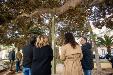 Salvan un ficus centenario en Almería tras reparar una rama dañada
