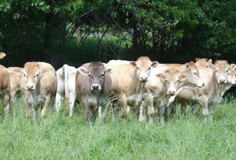 Detectan un segundo caso de Dermatosis Nodular Contagiosa en Borrastre, Huesca