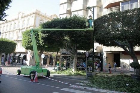 Corte de tráfico en Avda. San Luis por poda el 18 de diciembre