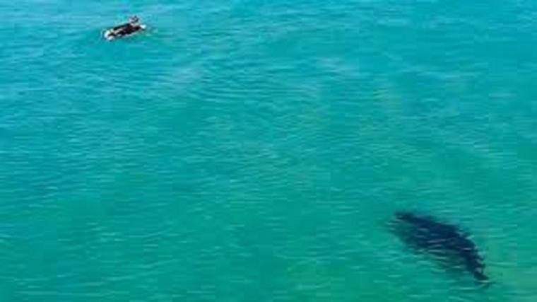 Un dron salva en Australia a un surfista del ataque de un tiburón