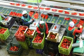 El CSIF pide protección inmediata para las trabajadoras y trabajadores del manipulado de alimentos