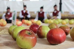 Asturias reconoce el Festival de la Manzana como Fiesta de Interés Turístico Nacional