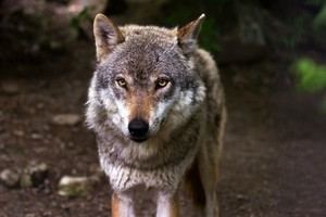 Aumento del 11% en la población de lobos en Asturias, alcanzando 50 manadas