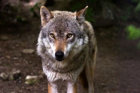 Aumento del 11% en la población de lobos en Asturias, alcanzando 50 manadas