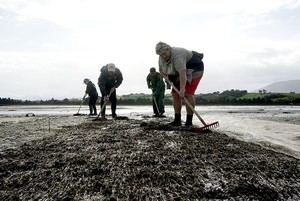 Cantabria abre consulta pública para modificar la normativa de vedas y marisqueo