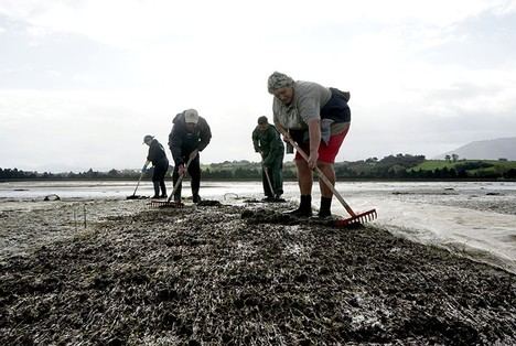 Cantabria abre consulta pública para modificar la normativa de vedas y marisqueo