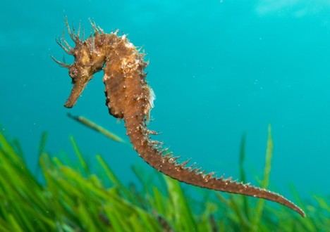 El Govern de Baleares lanza un plan para proteger zonas marinas someras
