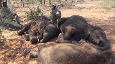 La última gran matanza de elefantes en su último santuario en África
 