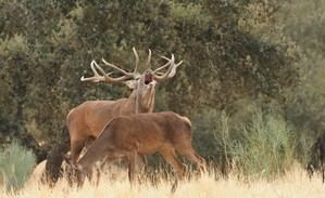 Extremadura lanza licencias interautonómicas de caza y pesca a 70 y 25 euros válidas en diez comunidades