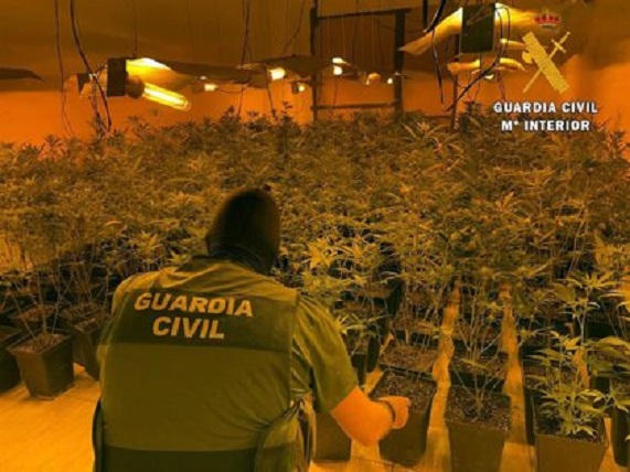 La Guardia Civil incauta cerca de 1.500 plantas de marihuana en Cogollos Vega (Granada)
